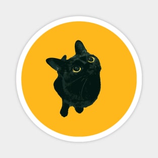 Shorthair Black Cat With Bright Yellow Eyes Looking Up Magnet